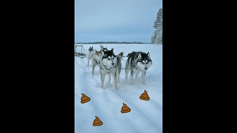 But How Do Sled Dogs Poop?