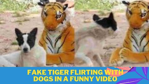 Fake tiger flirting with dogs in a funny video