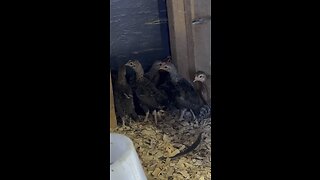 Bantam Chicks