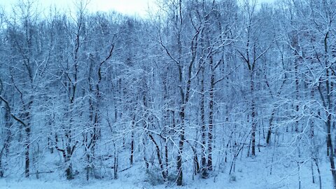 Snow trees