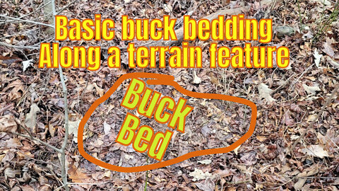 Public Land Basic Buck Bedding Areas