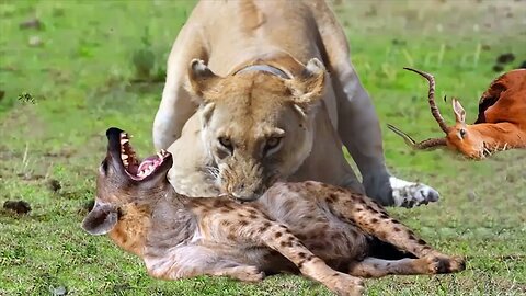 Lion Attack and Eat Hyena - Animal Fighting