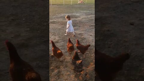 catching the sunset #shorts #video #chickens #ducks #farm #homestead