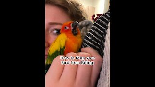 How to Stop your Bird from Biting: