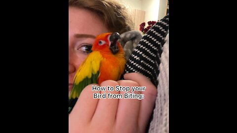How to Stop your Bird from Biting: