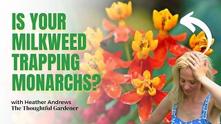 The SHOCKING TRUTH about Milkweed and Monarch Butterflies | Heather Andrews