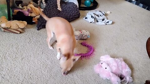Honey Baby Takes over my Craft Room Chihuahua puppy 11 months old