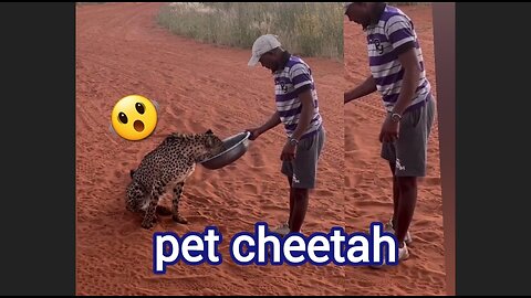 pet cheetah 🤣