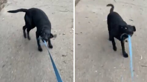 High Energy Puppy Makes Walking With A Leash Impossible