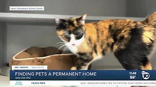 Pet of the Week: Aspen