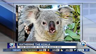 Palm Beach Zoo welcomes koala named Katherine from Los Angeles