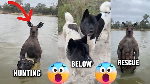 Dogs messed with the wrong kangaroo 🦘🥶