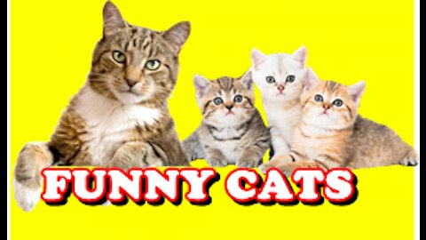 CRAZY CATS & FUNNY CATS