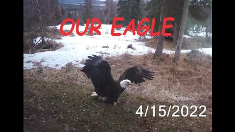 Our Alaskan Backyard Eagle Was On The Hunt Again