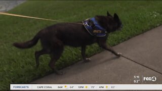 Dogs being trained to sniff out COVID
