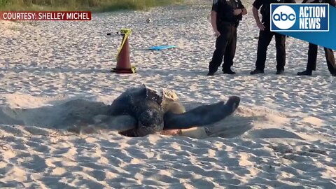 800-pound endangered sea turtle nests on Melbourne Beach