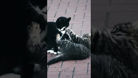 Cats video |funny cats 🐈 🐱 | beautiful cats |cat lovers