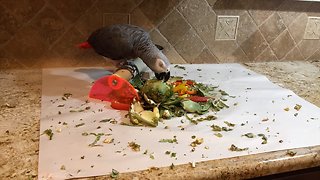 Time lapse captures parrot demolishing artichoke