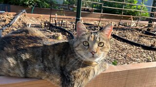 Milo cat is getting some cooler garden time.