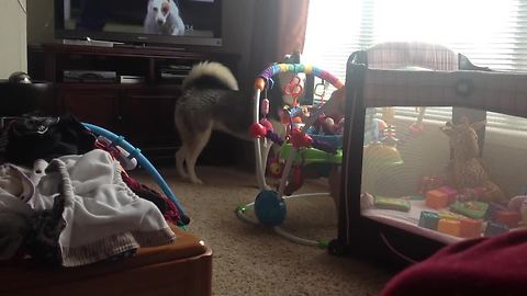 Howling husky sends baby into giggle fit