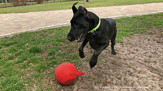 Bouncing Great Dane and Puppy Playing With Jolly Ball in the Dirt