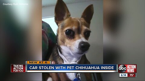 Rental car stolen with woman's pet chihuahua inside while she was at funeral in St. Pete