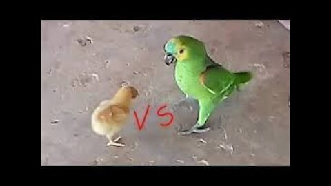 The chick fought with the parrot and look what happened