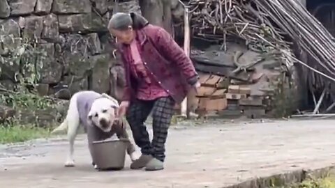 Dog Helping Its Human