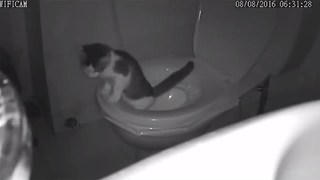 OMG! Cat go to the Toilet like people