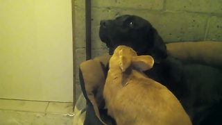 Loving rabbit showers patient dog with kisses