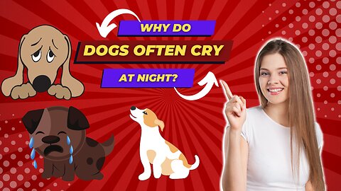 The Truth About Why do dogs often cry at night? Will Shock You
