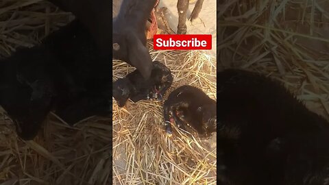 my cute goat given 2 baby #shorts #shortvideo #youtubeshorts