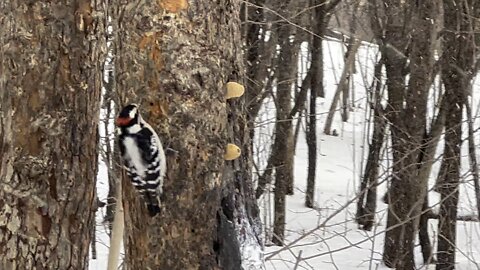 Wood pecker James Gardens