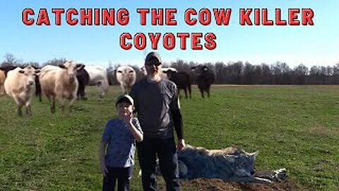 The Cows Redemption!!! Coyote Trapping. #coyotes #trapping