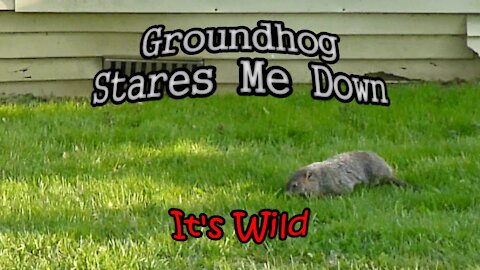 Groundhog Stares Me Down – It’s Wild