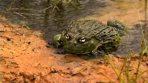 A Bullfrog Father Protects His Tadpoles