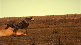 Zebra performs dangerous kick during fight with opponent