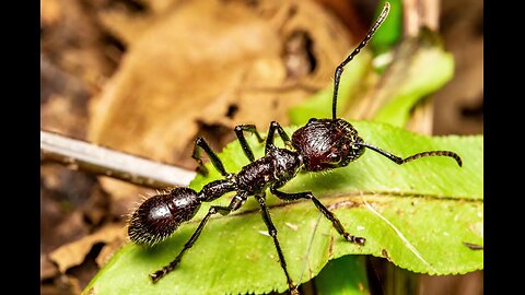 "Super Insomniacs" - Why Ants Never Sleep - The Secret Life of Ants !