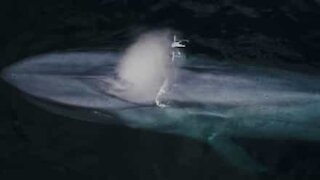Blue whale water jets on drone!