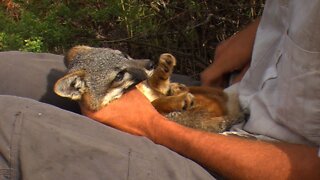 Endangered Santa Cruz Island Fox Pt 2