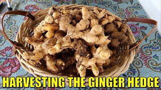 Late Ginger Harvest 2022