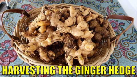 Late Ginger Harvest 2022