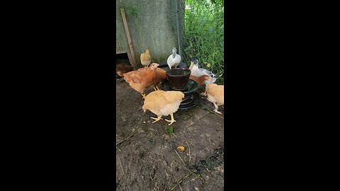 chickens and ducks