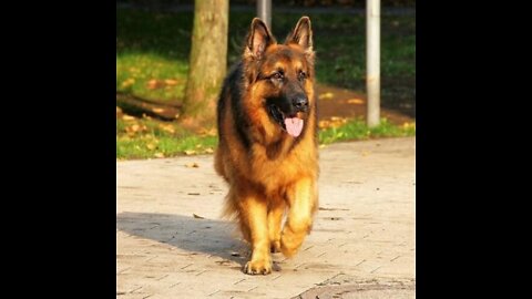 amazing facts about german shephards