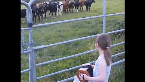 Herd of Grazing Cows Rush to Listen Little Girl's Music