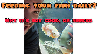 Overfeeding your fish is bad! Do this!