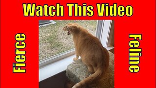 "Kitty Goes Crazy at the Window: Watch This Fierce Feline Unleash Its Inner Roar!" | whatduhbot