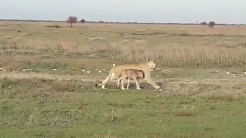 Baby wildebeest walks side by side with lion in Serengeti