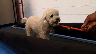 Doggie Gym