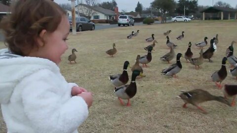 Baby Quinn feeding ducks at the park (CUTE!)